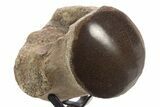Polished Fossil Mosasaur Vertebra w/ Metal Stand - Texas #335044-1
